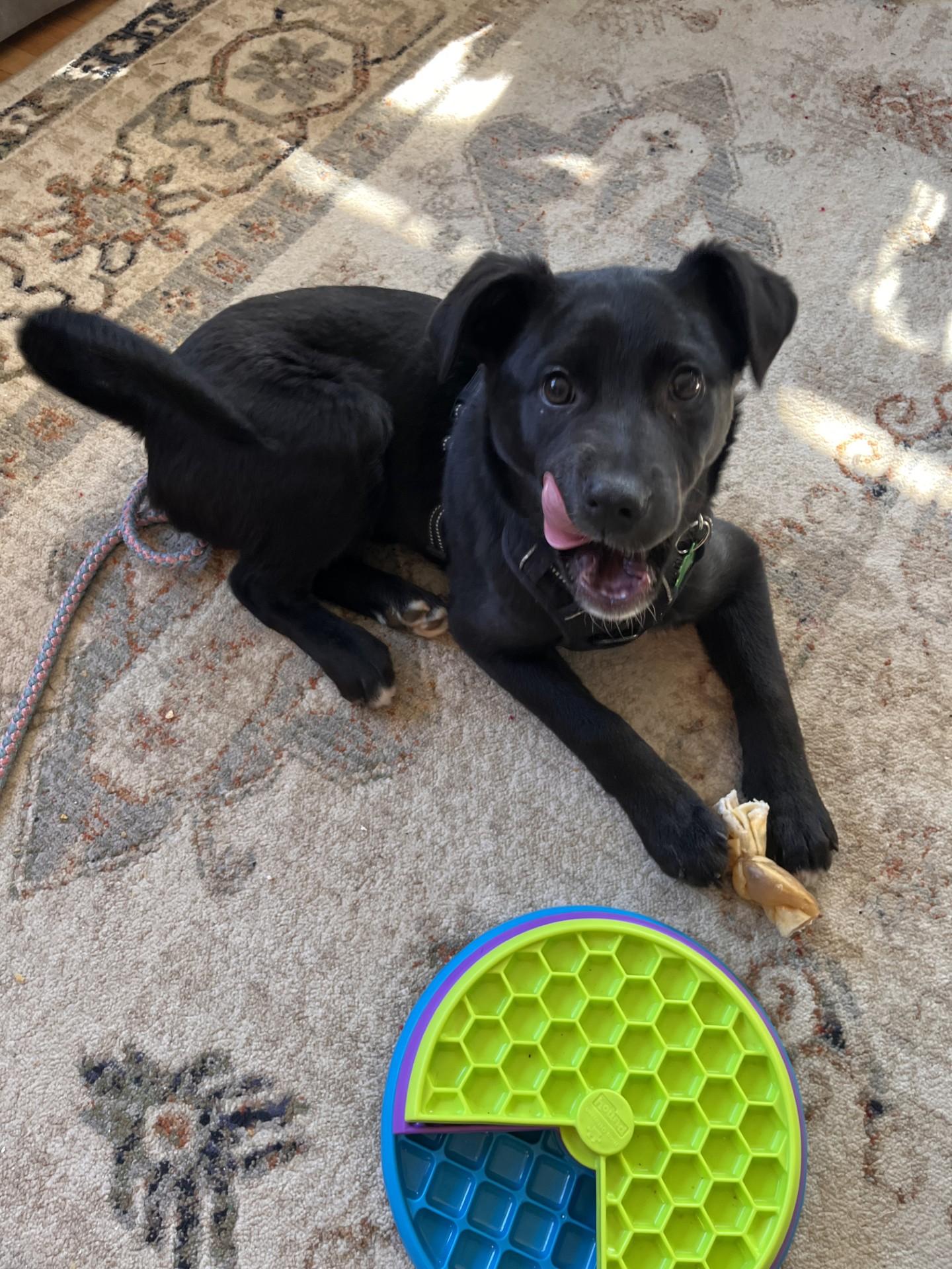 Cookie — thumbnail 4