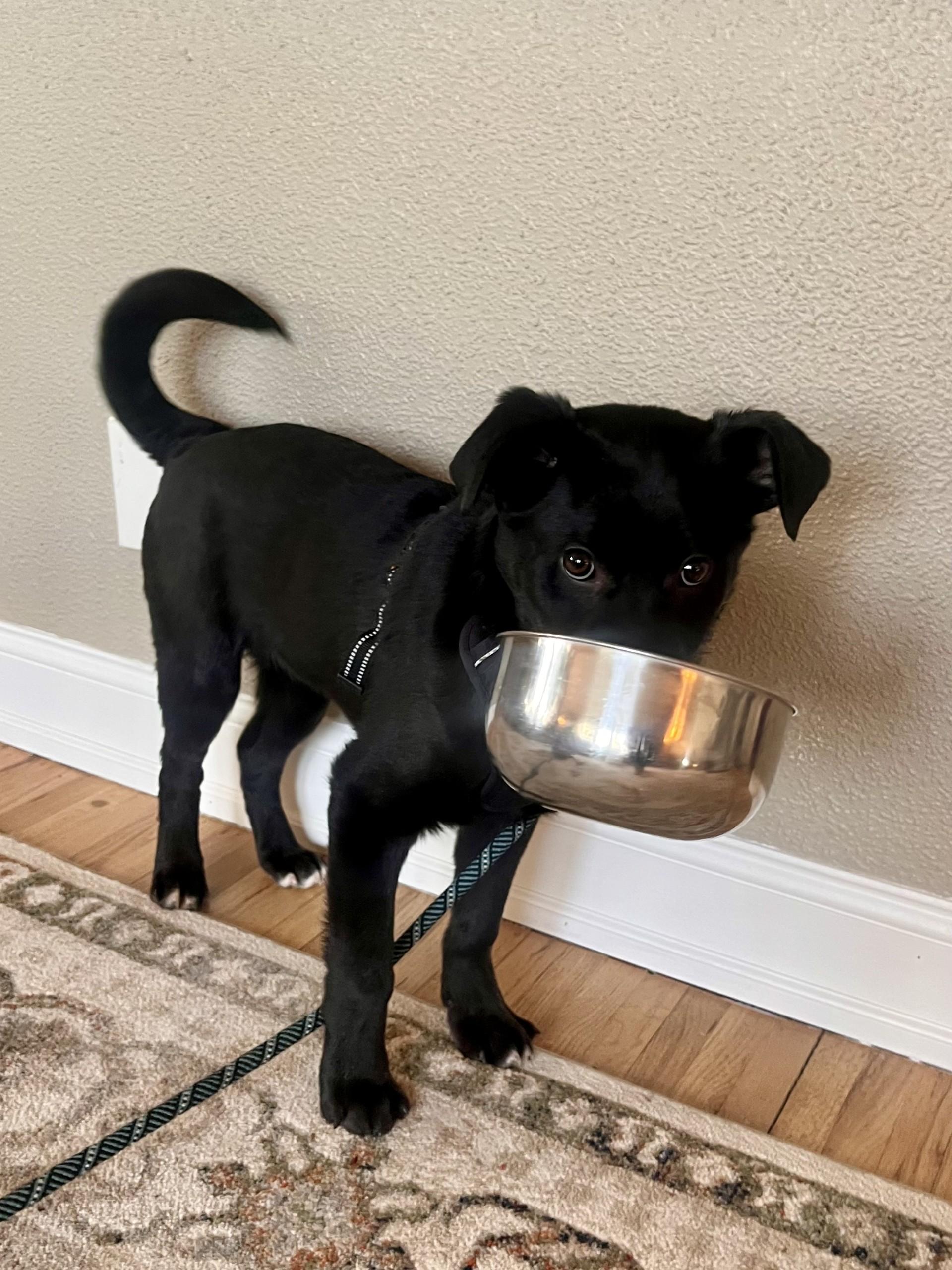 Cookie — thumbnail 5