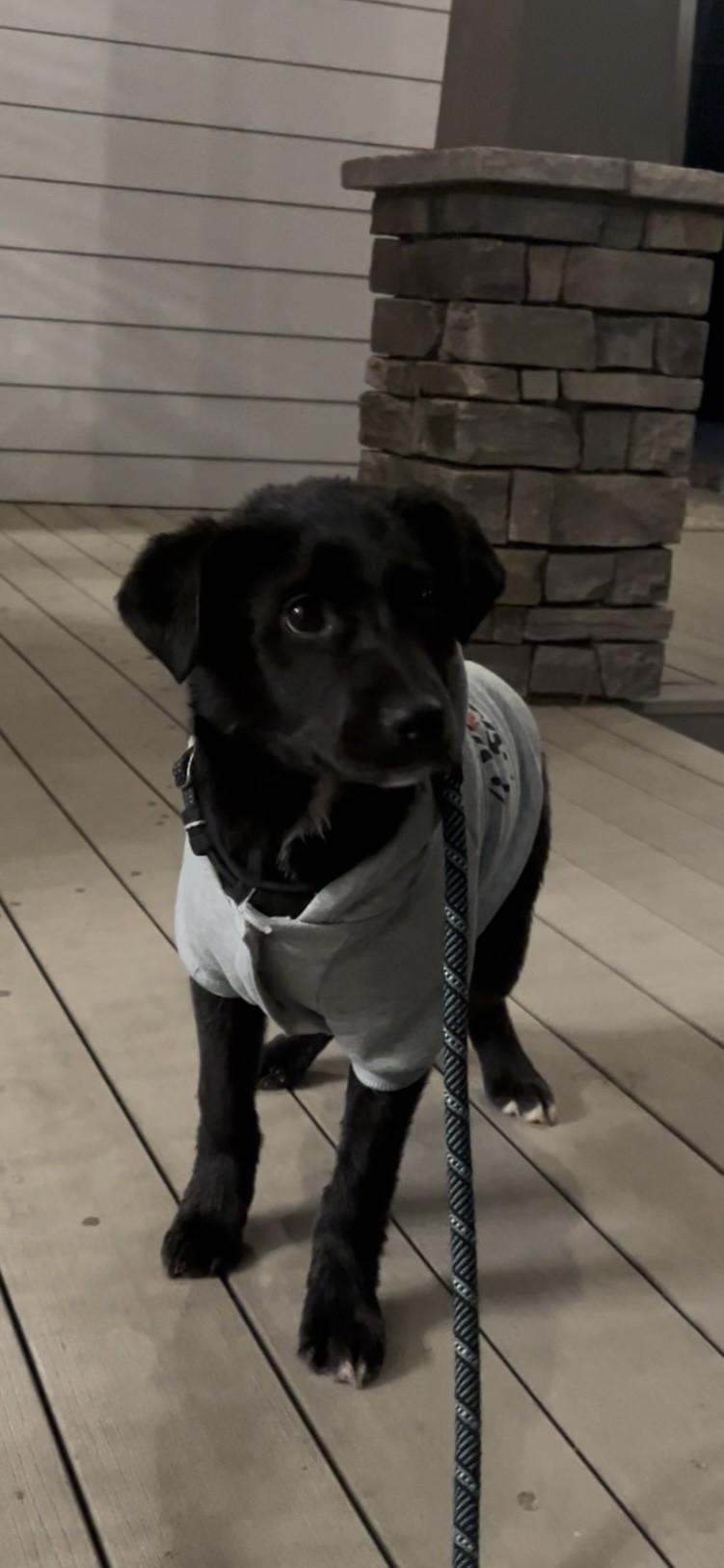 Cookie — thumbnail 6