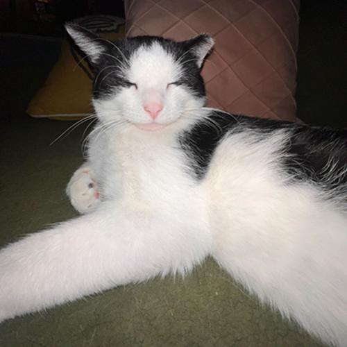 Cowboy, a Adoptable Domestic Short Hair in Denver, CO image 1/5