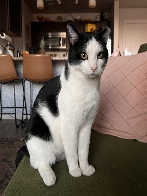 Cowboy, a Adoptable Domestic Short Hair in Denver, CO image 2/5