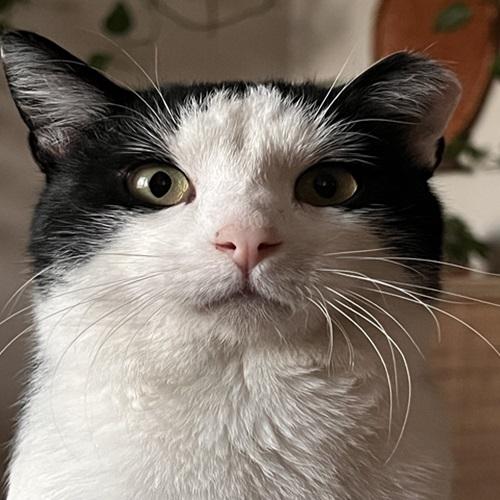 Cowboy, a Adoptable Domestic Short Hair in Denver, CO image 3/5