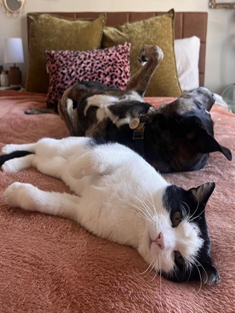 Cowboy, a Adoptable Domestic Short Hair in Denver, CO image 4/5