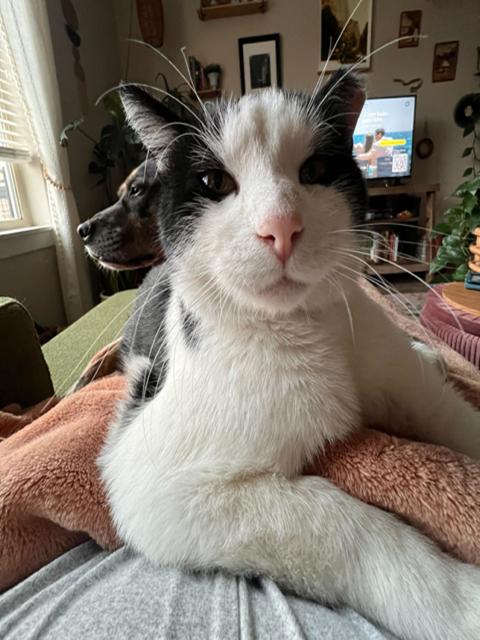 Cowboy, a Adoptable Domestic Short Hair in Denver, CO image 5/5