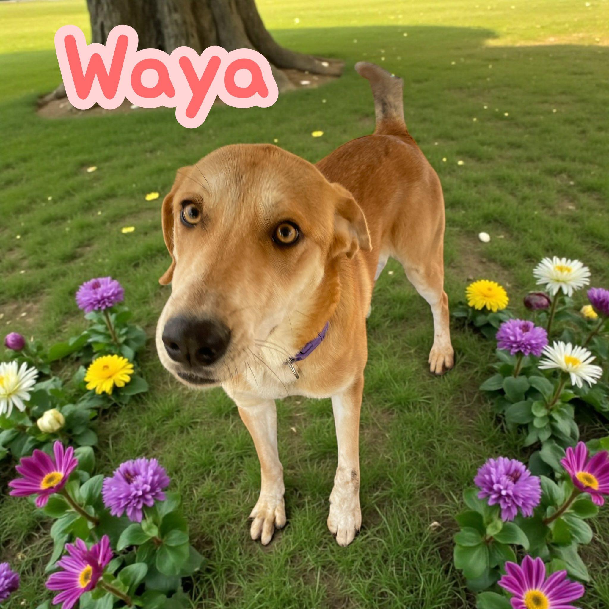 Waya