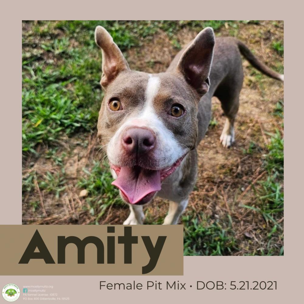 Amity, Adoptable, Adult Female Pit Bull Terrier.