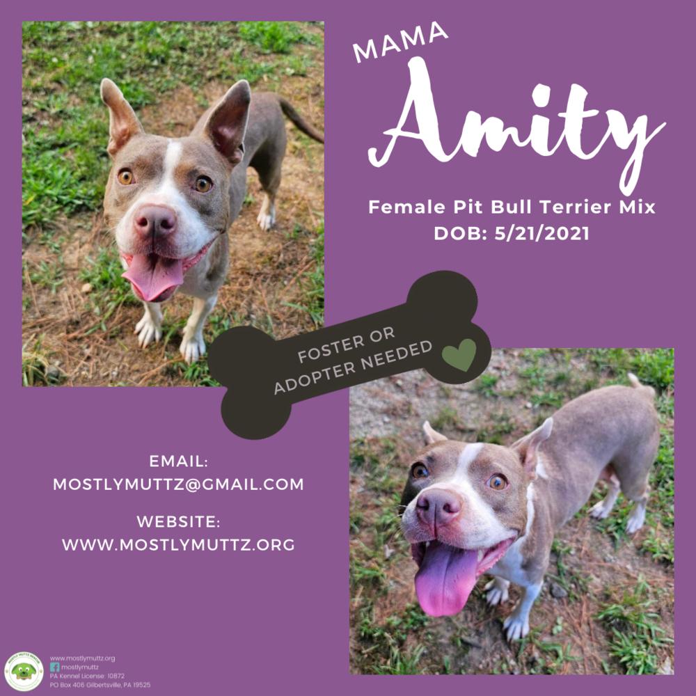 Amity, Adoptable, Adult Female Pit Bull Terrier.
