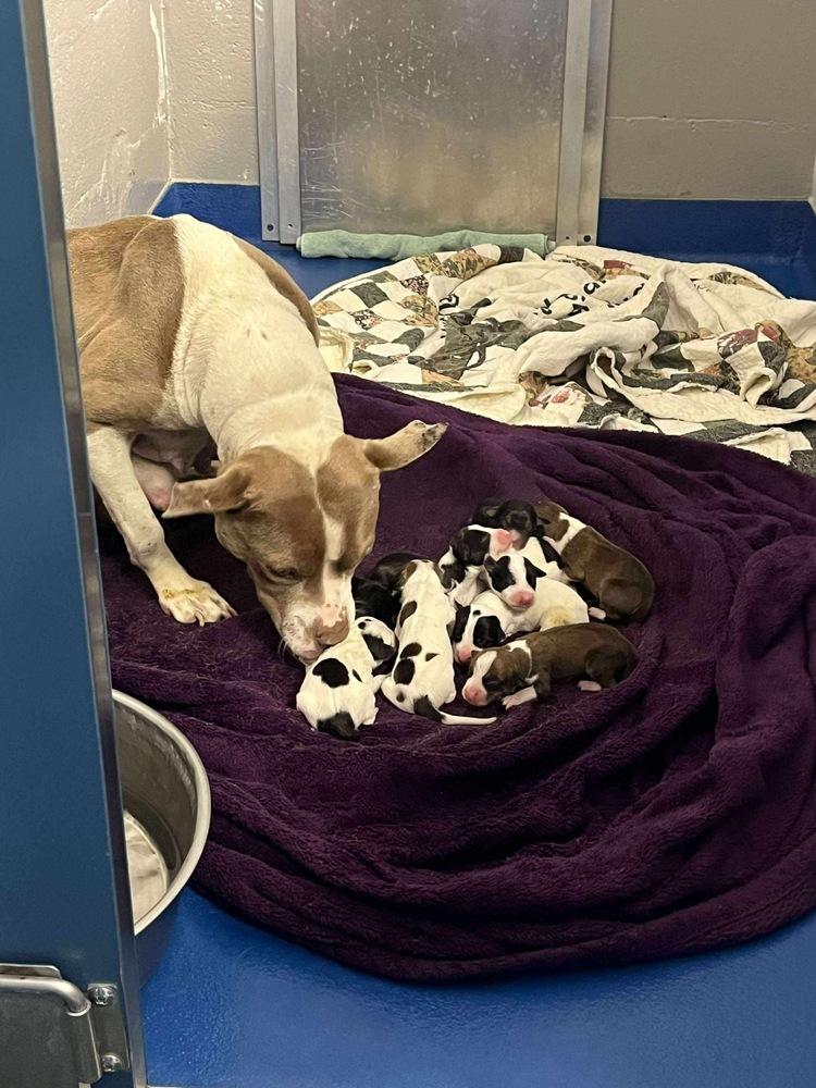 Enlarge Amity, a Adoptable mixed breed in Pottstown, PA image 2/5