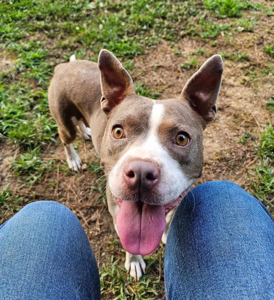 Enlarge Amity, a Adoptable mixed breed in Pottstown, PA image 3/5