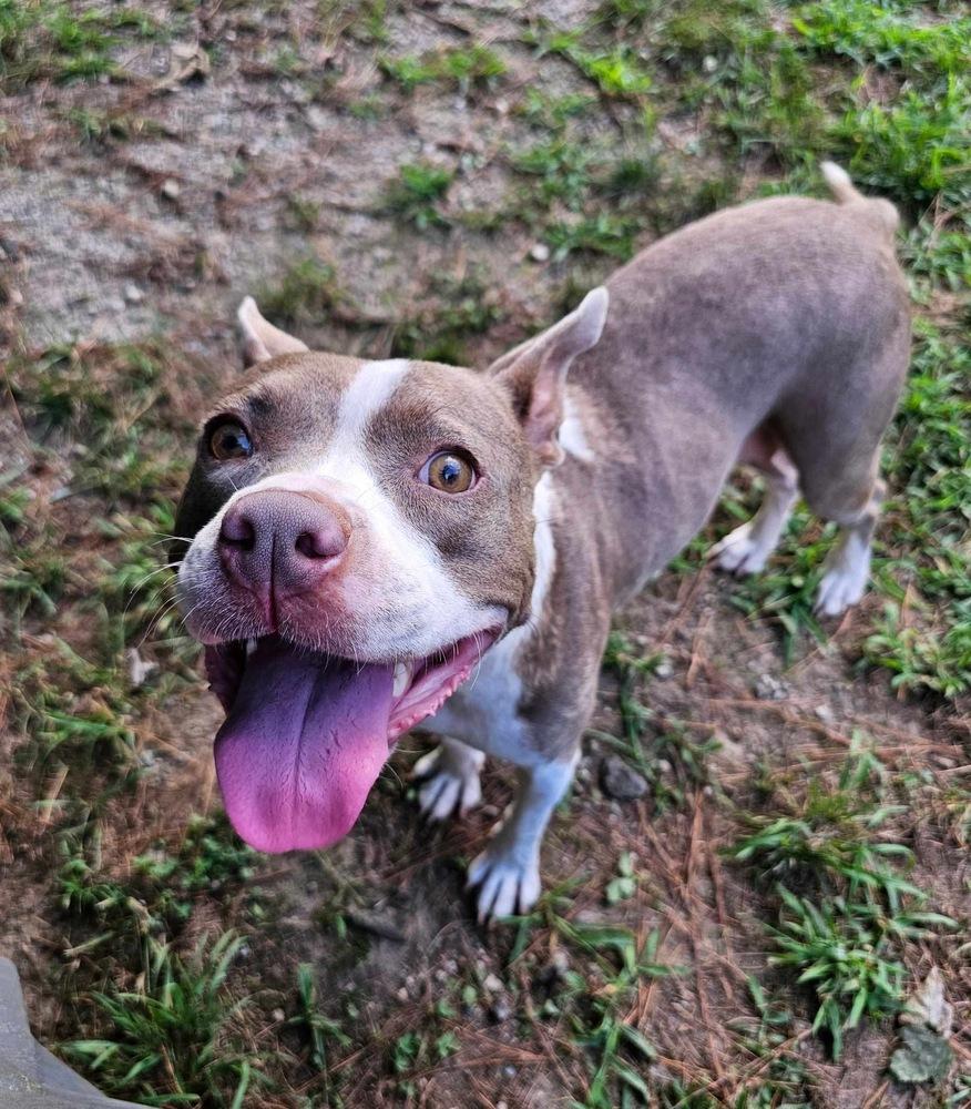 Enlarge Amity, a Adoptable mixed breed in Pottstown, PA image 4/5