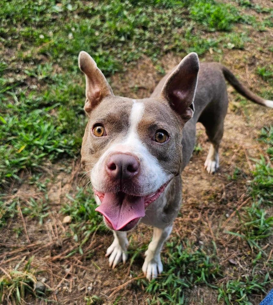 Enlarge Amity, a Adoptable mixed breed in Pottstown, PA image 5/5
