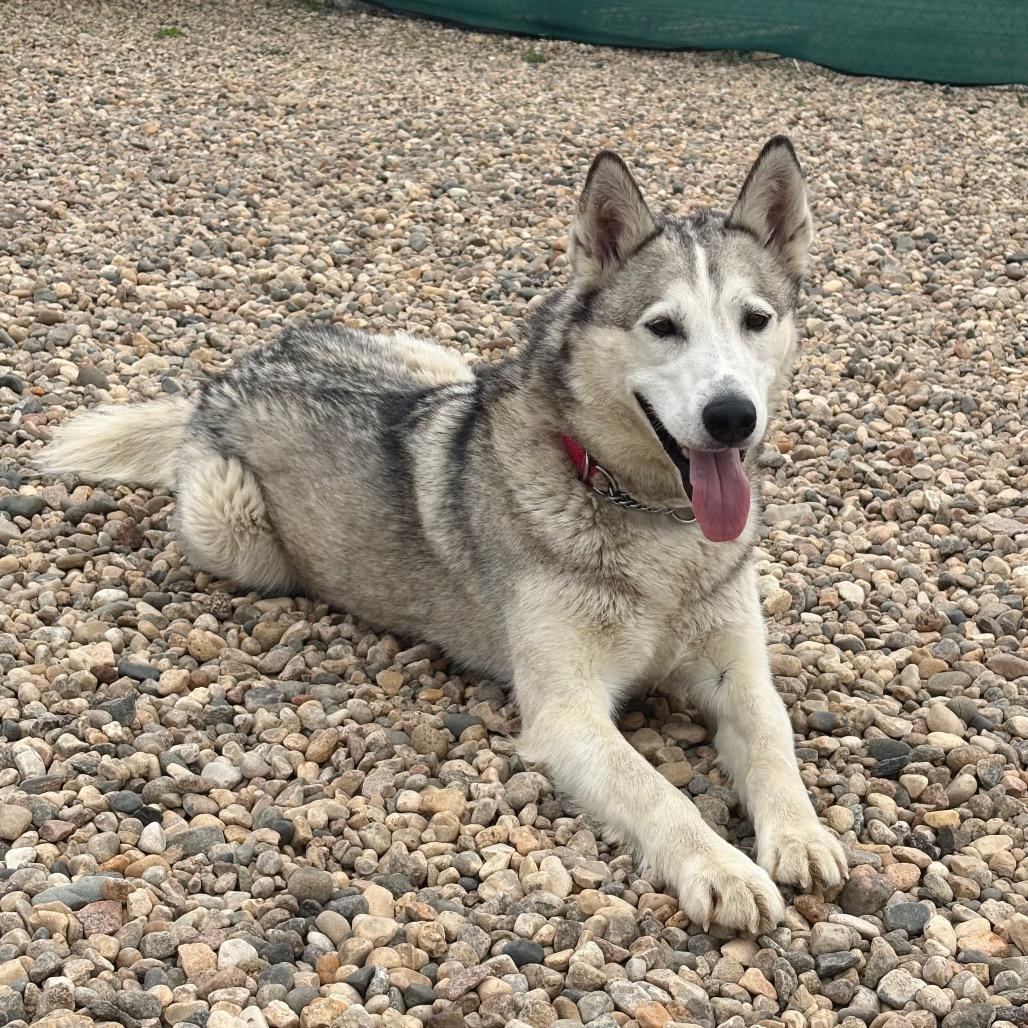 Odin, Adoptable, Adult Male Siberian Husky & Mixed Breed.
