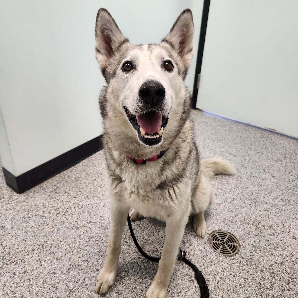 Odin, a Adoptable mixed breed in Saskatoon, SK image 2/4