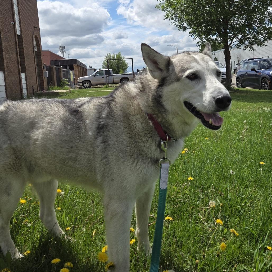 Odin, a Adoptable mixed breed in Saskatoon, SK image 3/4