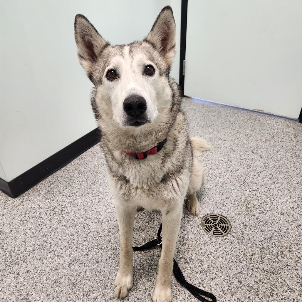 Odin, a Adoptable mixed breed in Saskatoon, SK image 4/4