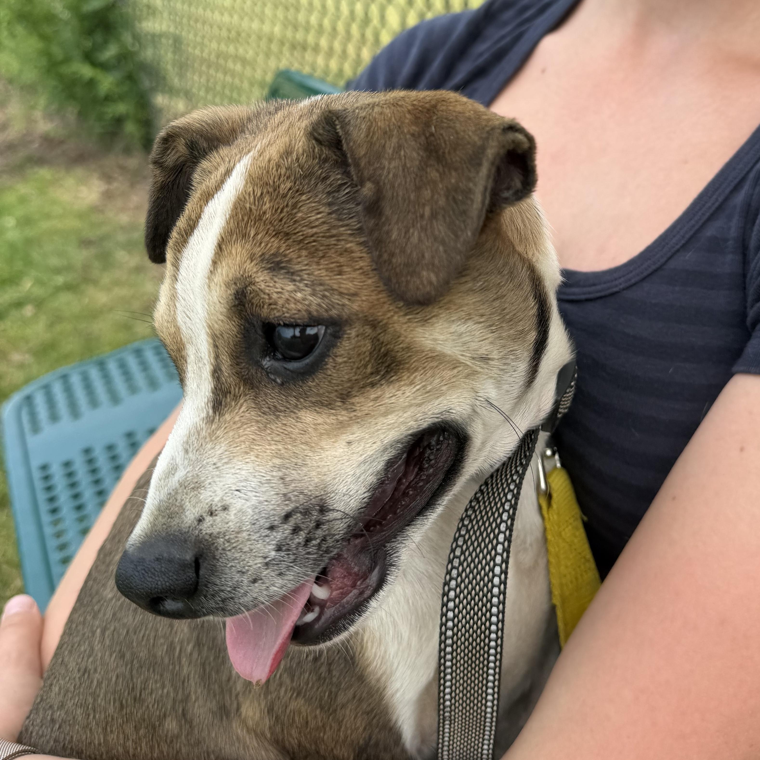Enlarge Randi, a Adoptable mixed breed in Ridgefield, CT image 2/6