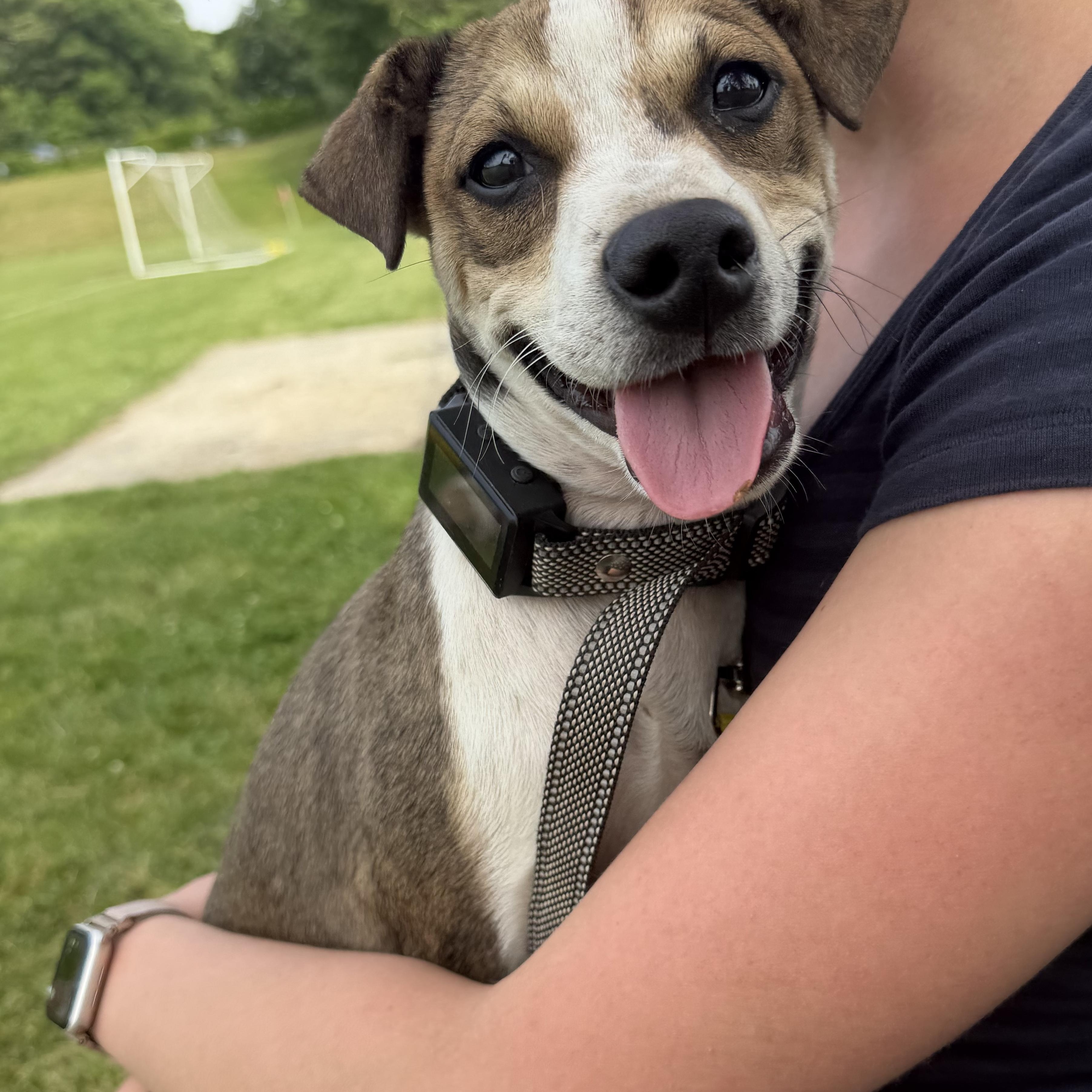 Enlarge Randi, a Adoptable mixed breed in Ridgefield, CT image 1/6