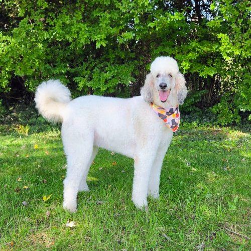 Tammy, Adoptable, Adult Female Standard Poodle.