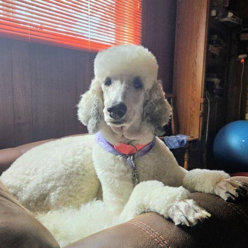 Enlarge Tammy, a Adoptable Standard Poodle in Tillsonburg, ON image 2/6