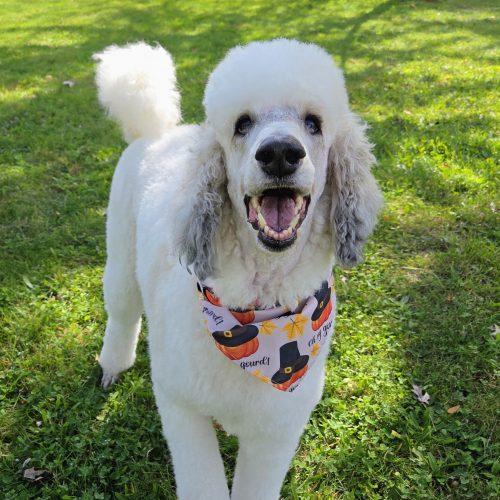 Enlarge Tammy, a Adoptable Standard Poodle in Tillsonburg, ON image 3/6