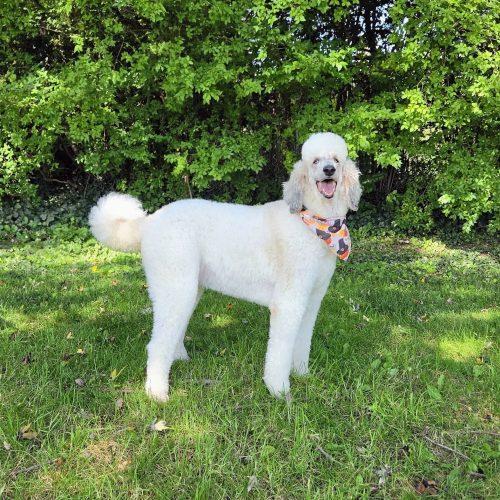 Enlarge Tammy, a Adoptable Standard Poodle in Tillsonburg, ON image 4/6