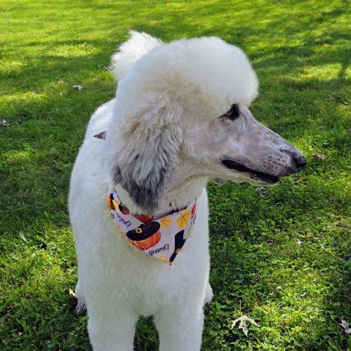 Enlarge Tammy, a Adoptable Standard Poodle in Tillsonburg, ON image 6/6