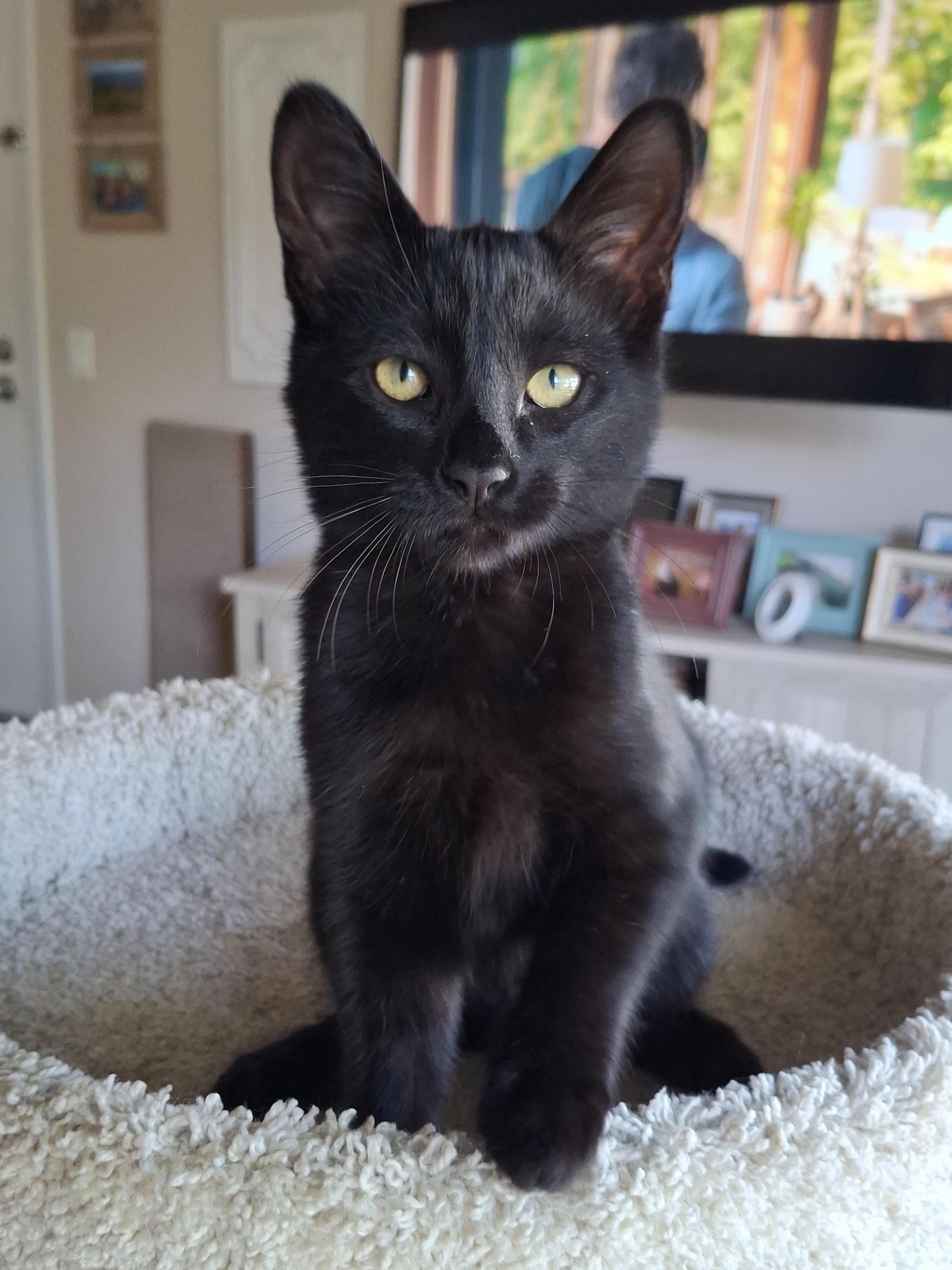 Enlarge Topanga, an adopted mixed breed in Yorba Linda, CA image 5/6