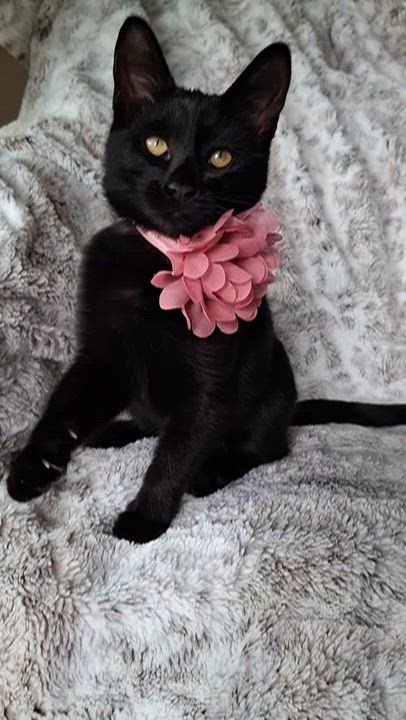 Enlarge Topanga, an adopted mixed breed in Yorba Linda, CA video 6/6