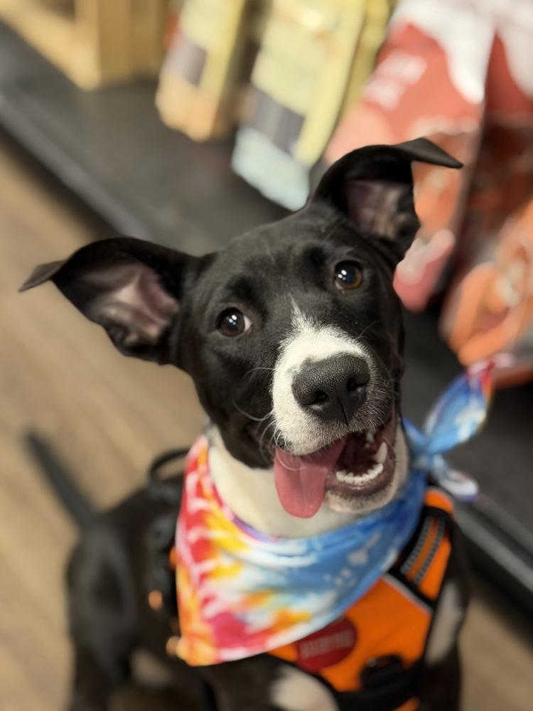 Enlarge 26-085 Cricket, a Adoptable mixed breed in Richardson, TX image 2/6