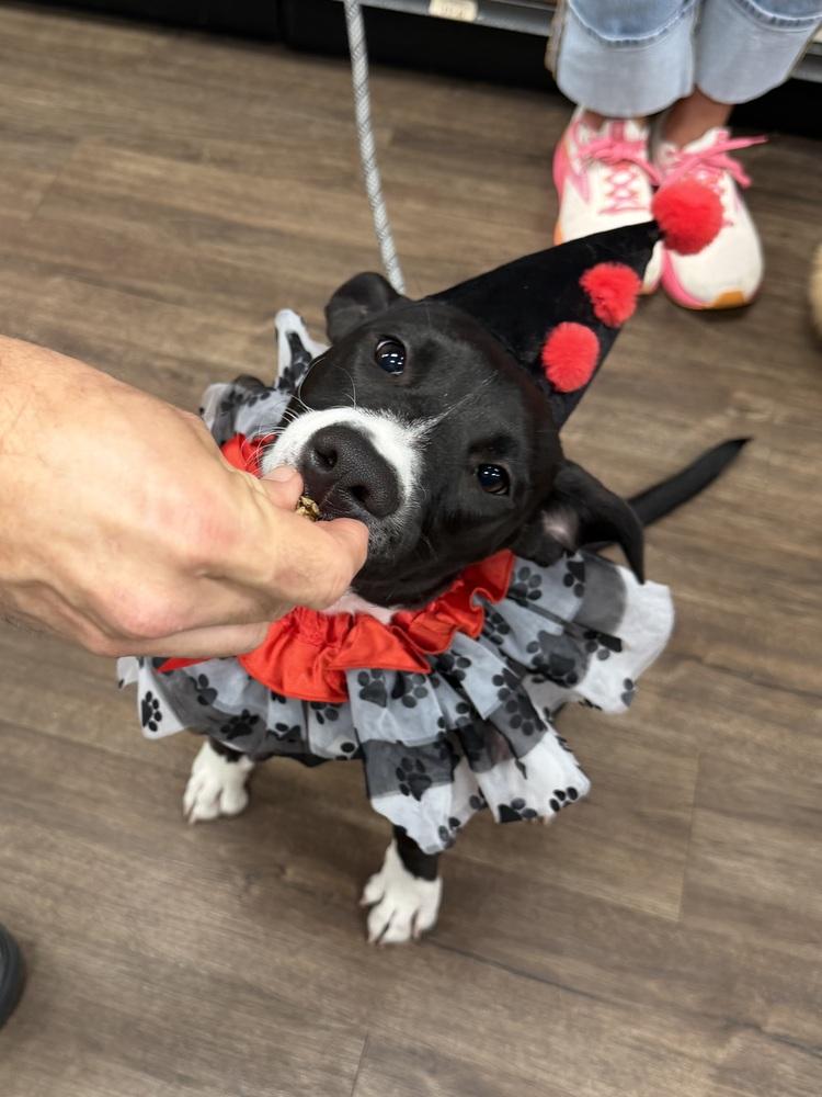 Enlarge 26-085 Cricket, a Adoptable mixed breed in Richardson, TX image 4/6