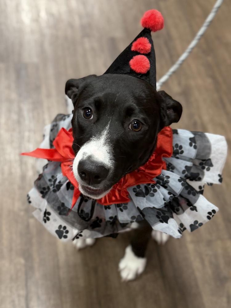 Enlarge 26-085 Cricket, a Adoptable mixed breed in Richardson, TX image 5/6