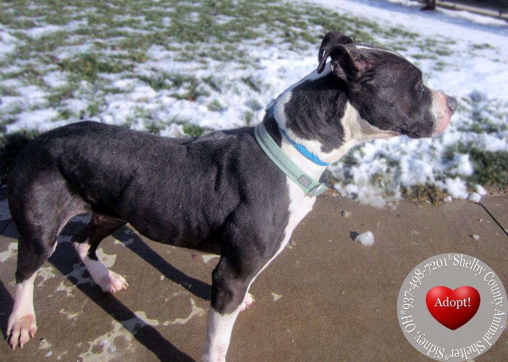 Ginger Yrly 488, Adoptable, Adult Female Pit Bull Terrier.