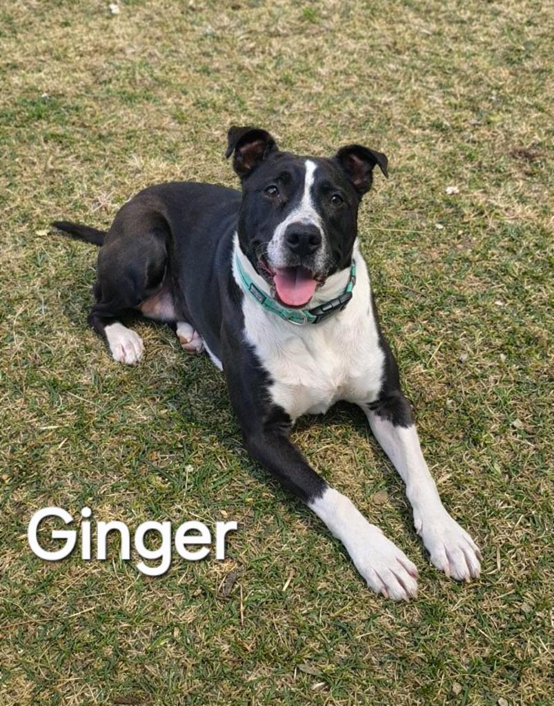 Enlarge Ginger Yrly 488, a Adoptable Pit Bull Terrier in Sidney, OH image 2/6