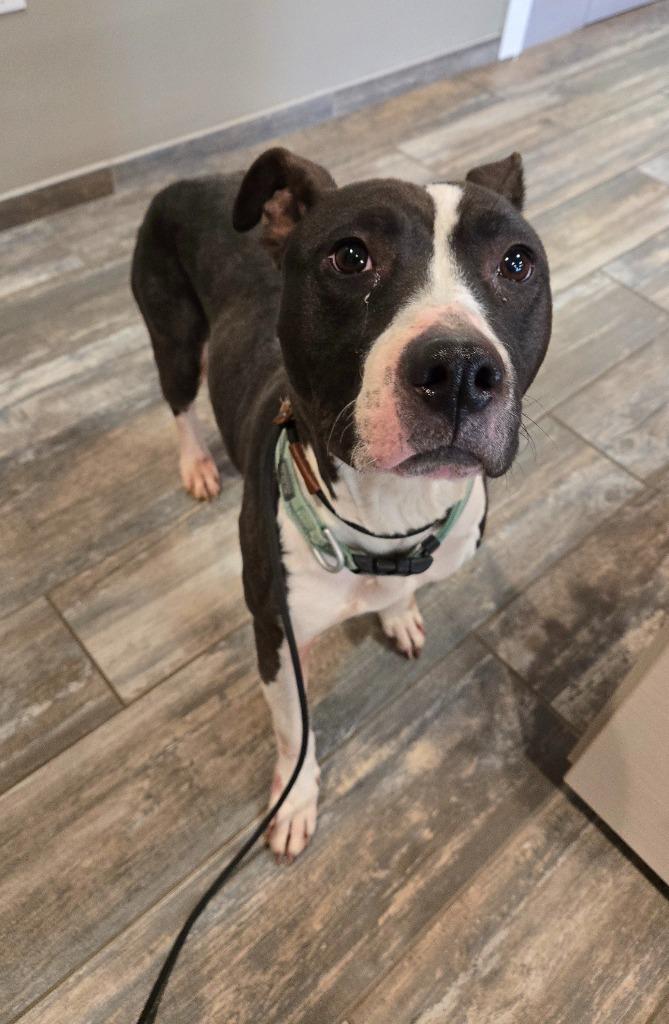 Enlarge Ginger Yrly 488, a Adoptable Pit Bull Terrier in Sidney, OH image 3/6