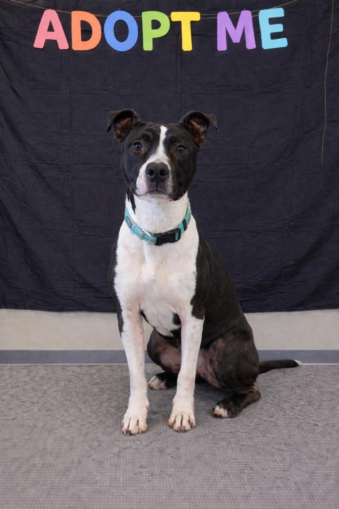 Enlarge Ginger Yrly 488, a Adoptable Pit Bull Terrier in Sidney, OH image 3/6