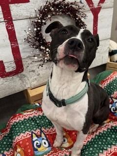 Enlarge Ginger Yrly 488, a Adoptable Pit Bull Terrier in Sidney, OH image 4/6