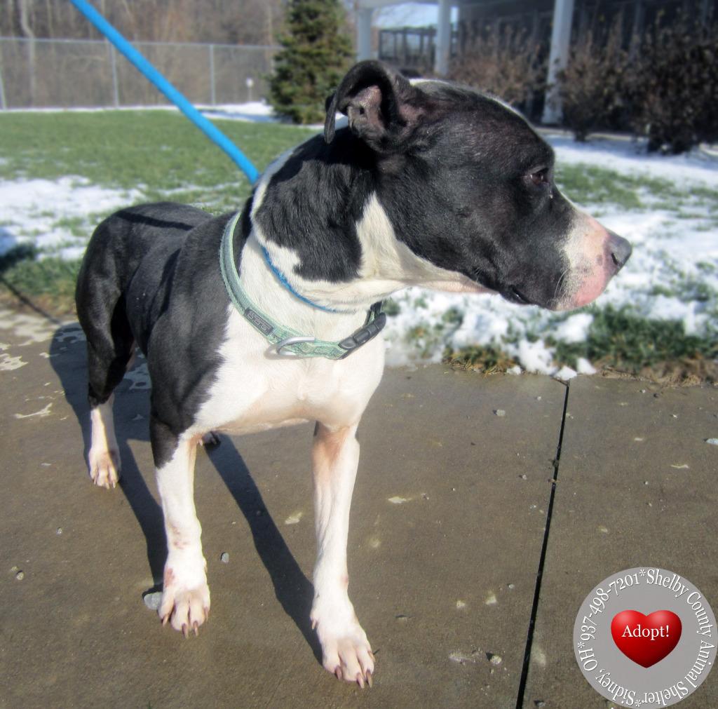Enlarge Ginger Yrly 488, a Adoptable Pit Bull Terrier in Sidney, OH image 5/6