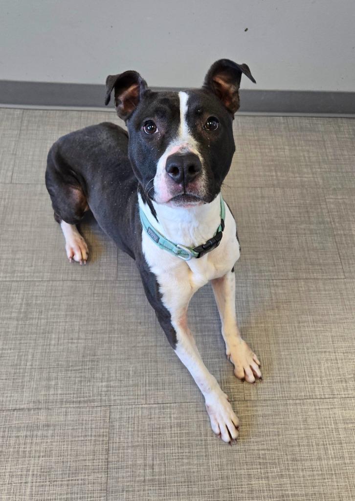 Enlarge Ginger Yrly 488, a Adoptable Pit Bull Terrier in Sidney, OH image 6/6