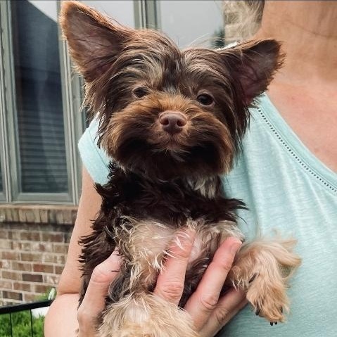 Harry, an adoptable Yorkshire Terrier Mix in Burnsville , MN_image-1