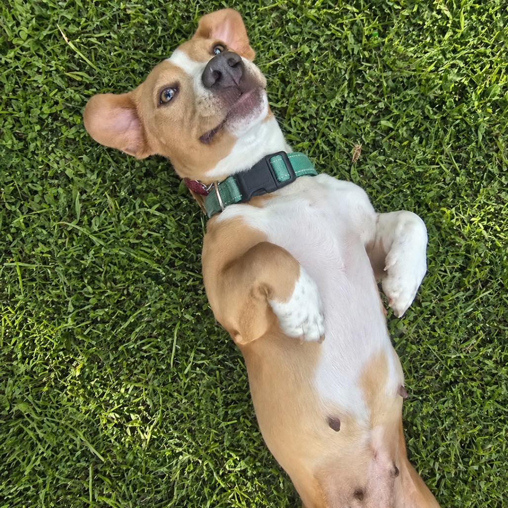 Enlarge Toffee, a Adoptable mixed breed in Wimberley, TX image 2/6