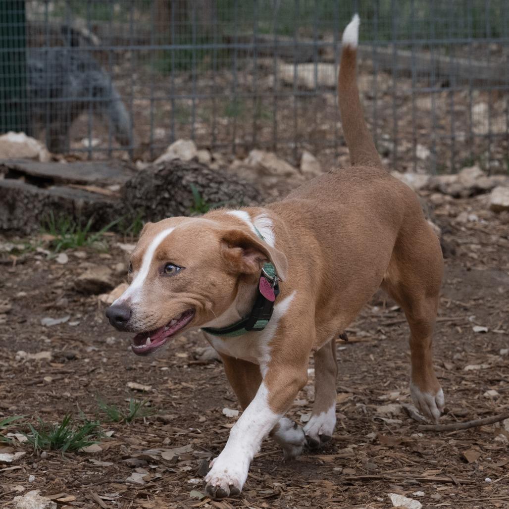 Toffee, Adoptable, Young Female Terrier & Hound.