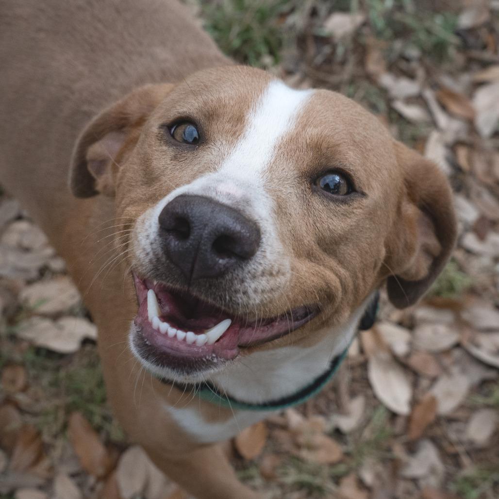 Enlarge Toffee, a Adoptable mixed breed in Wimberley, TX image 3/6