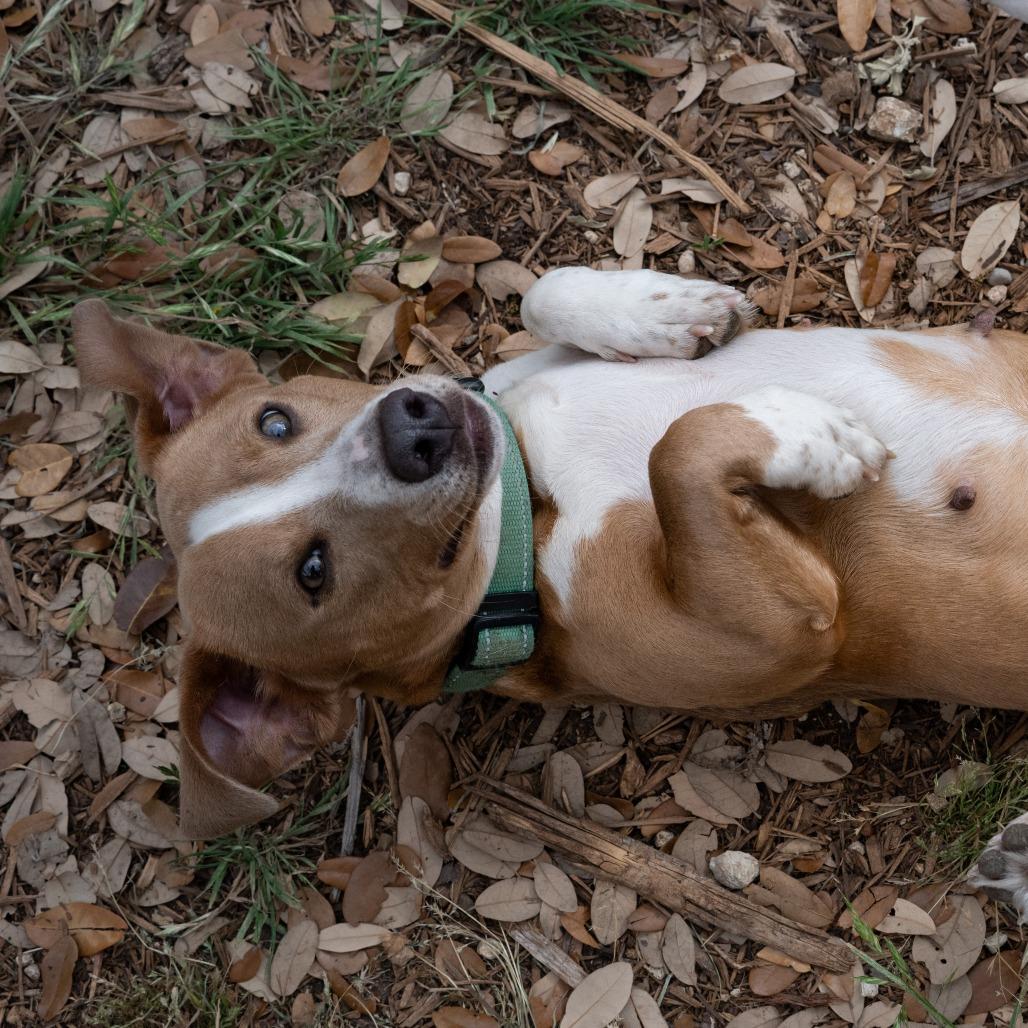 Enlarge Toffee, a Adoptable mixed breed in Wimberley, TX image 4/6