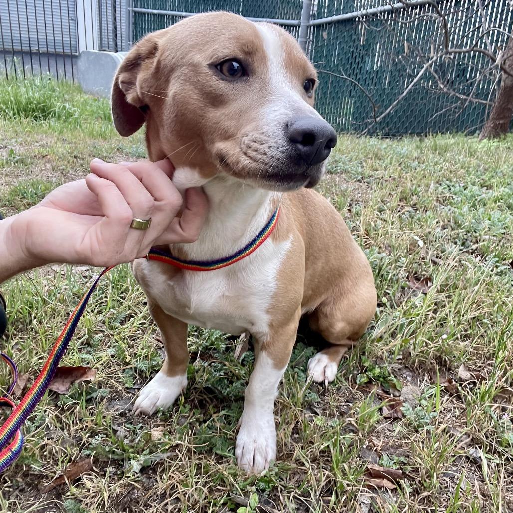 Enlarge Toffee, a Adoptable mixed breed in Wimberley, TX image 5/6