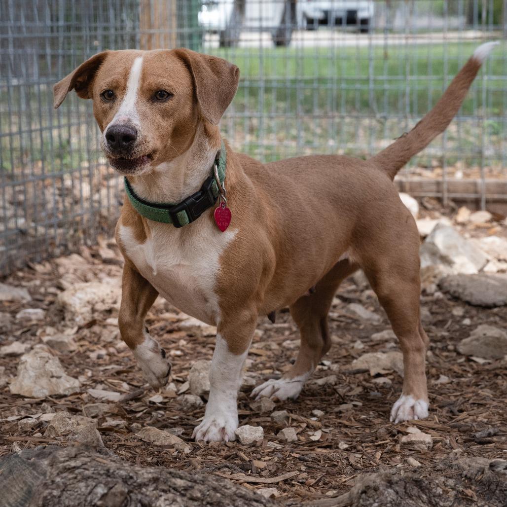 Enlarge Toffee, a Adoptable mixed breed in Wimberley, TX image 6/6