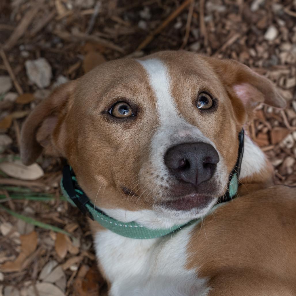 Enlarge Toffee, a Adoptable mixed breed in Wimberley, TX image 6/6