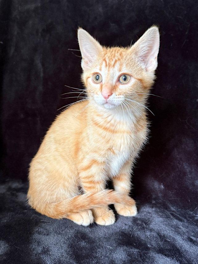 Enlarge Biscuit26, a Adoptable mixed breed in Nashville, TN image 1/3