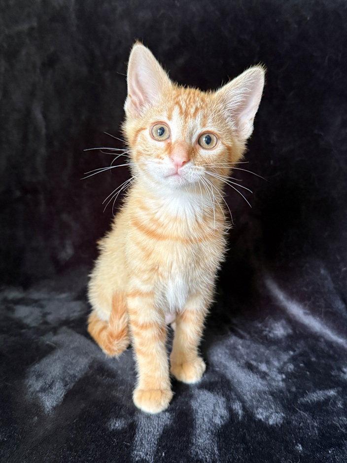 Enlarge Biscuit26, a Adoptable mixed breed in Nashville, TN image 2/3