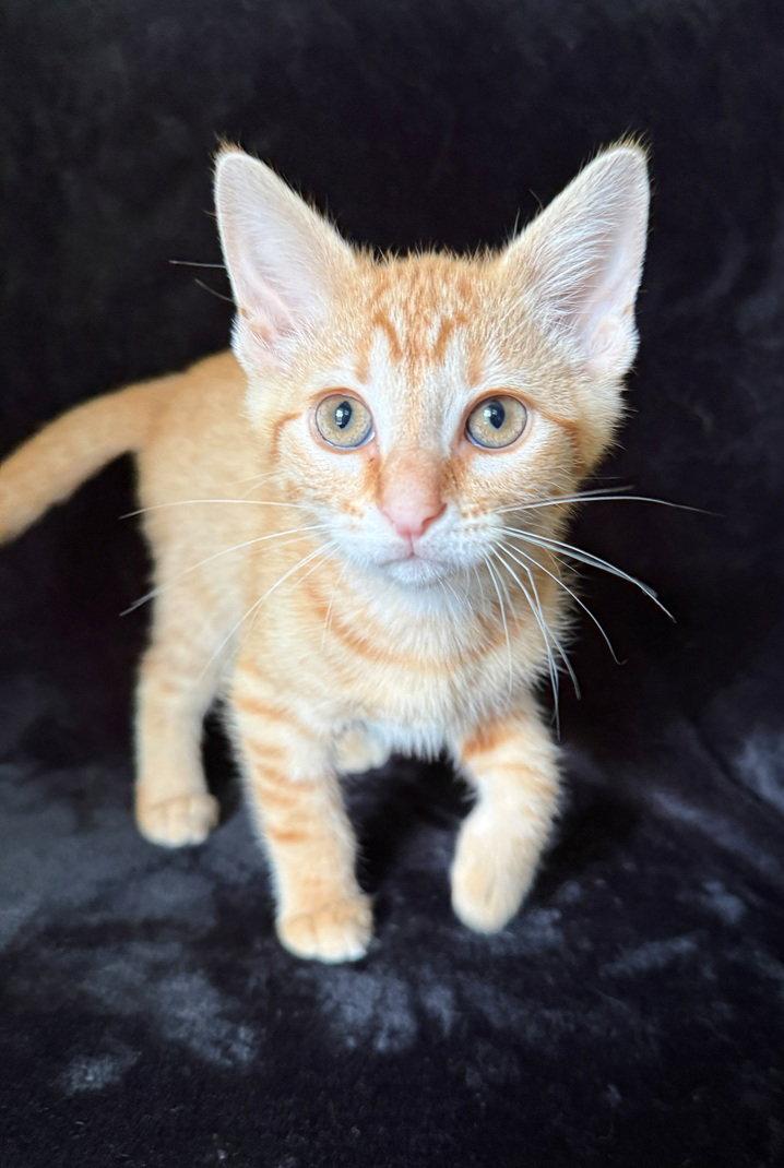 Enlarge Biscuit26, a Adoptable mixed breed in Nashville, TN image 3/3
