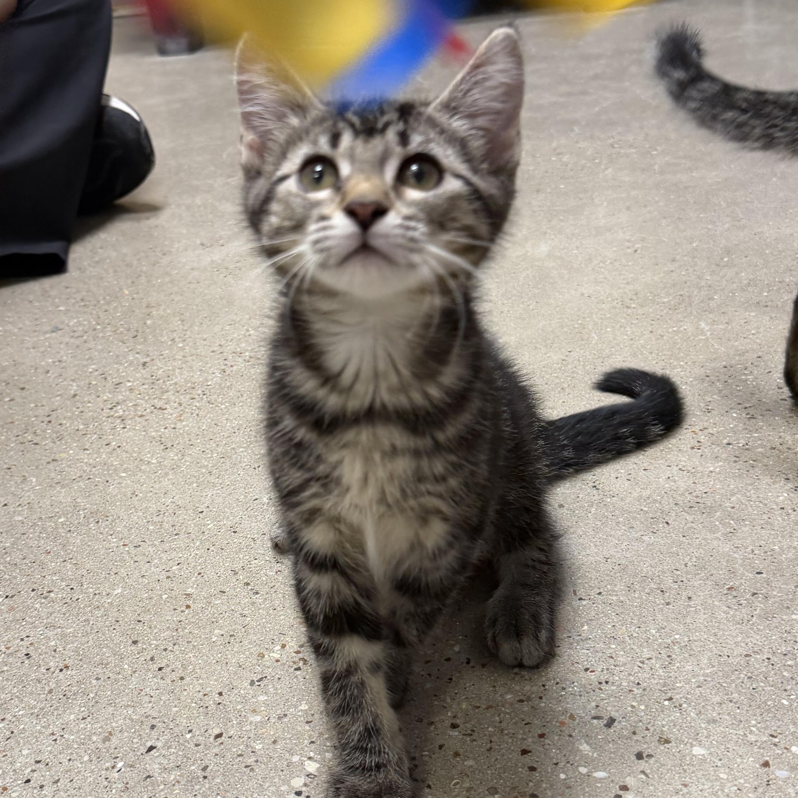 Pebbles - RF Petsmart, an adopted Domestic Medium Hair in Spring, TX image 4/5